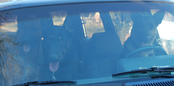 Bakersfield dogs in van